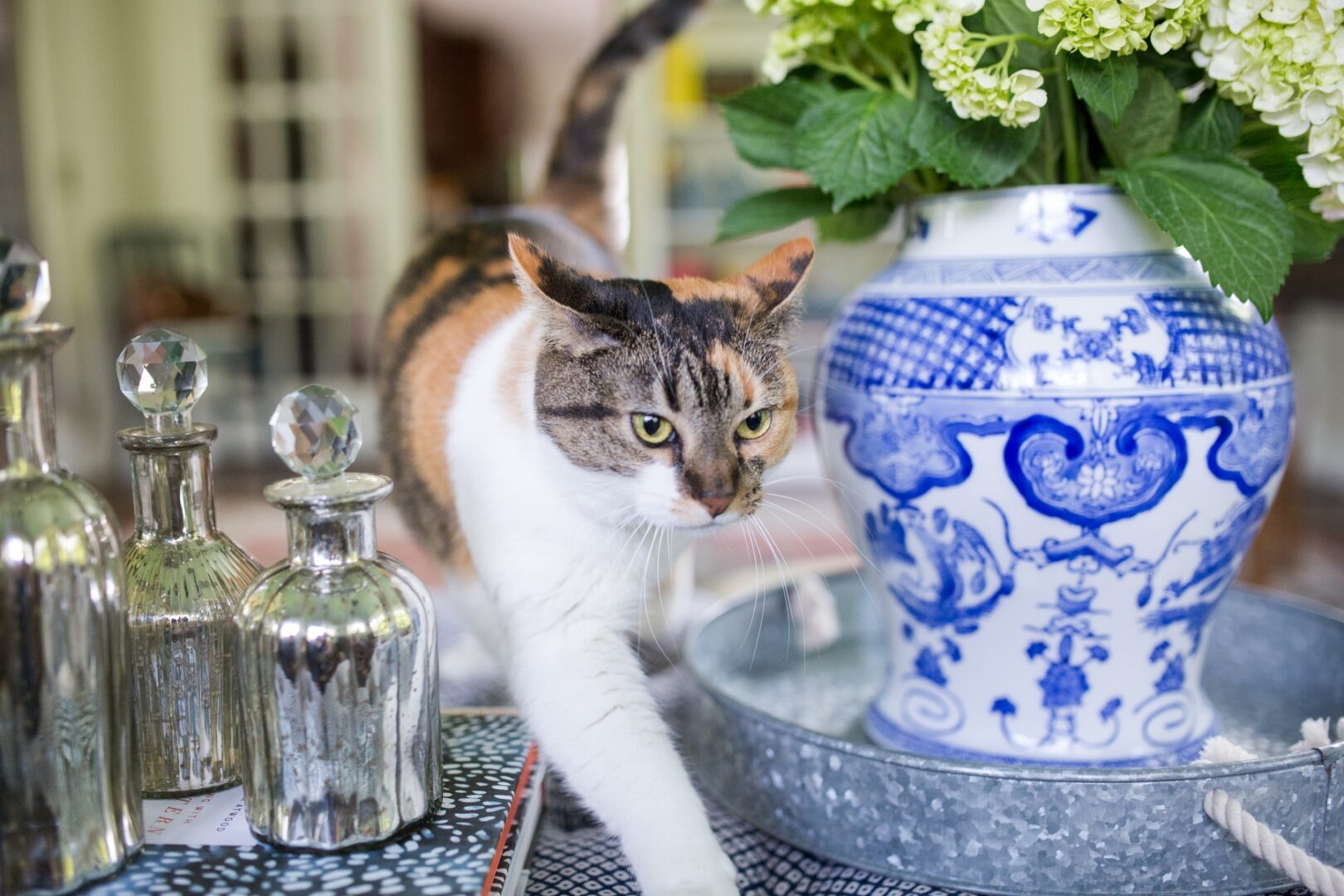A cat is standing on the table next to a vase.